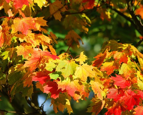 Foire d'automne d'Herbeys 