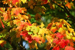 Foire d'automne d'Herbeys 